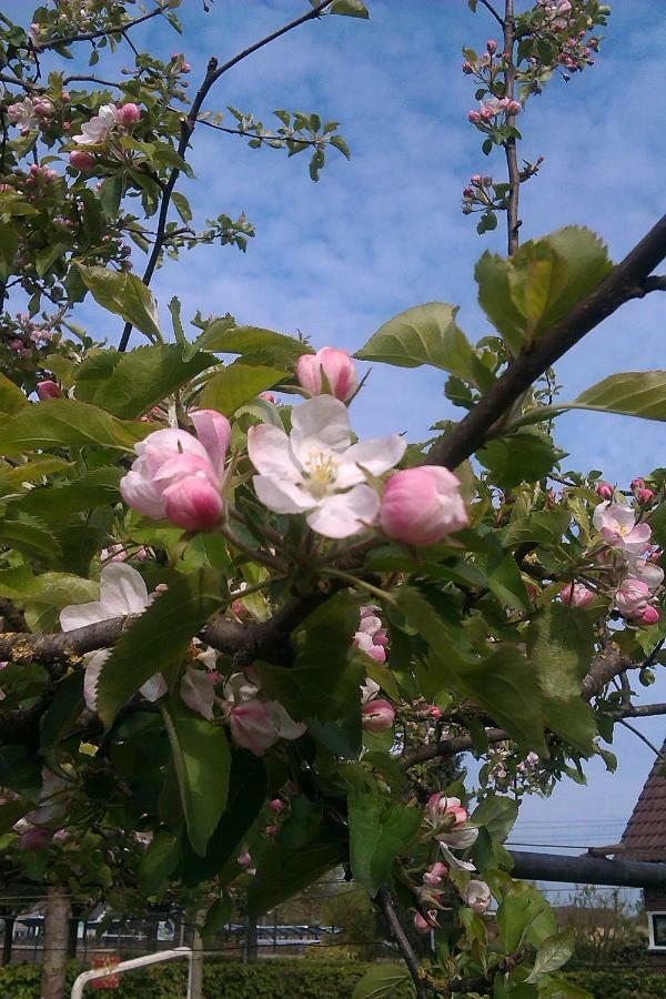 B&B De Vlinder Hardenberg Exteriör bild